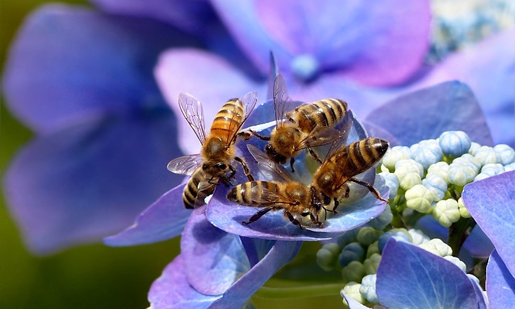Aktuális kulturális - A méhek világnapja