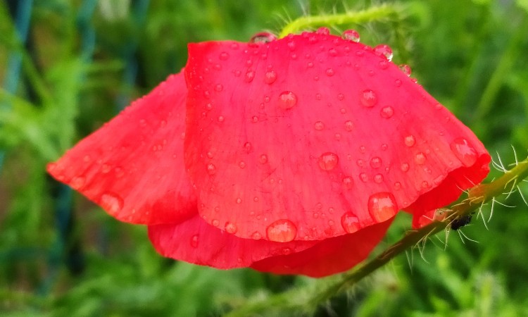 Esőcseppes pipacsos-virágos Wekerle - Nyári Wekerle fotókon egy héten át