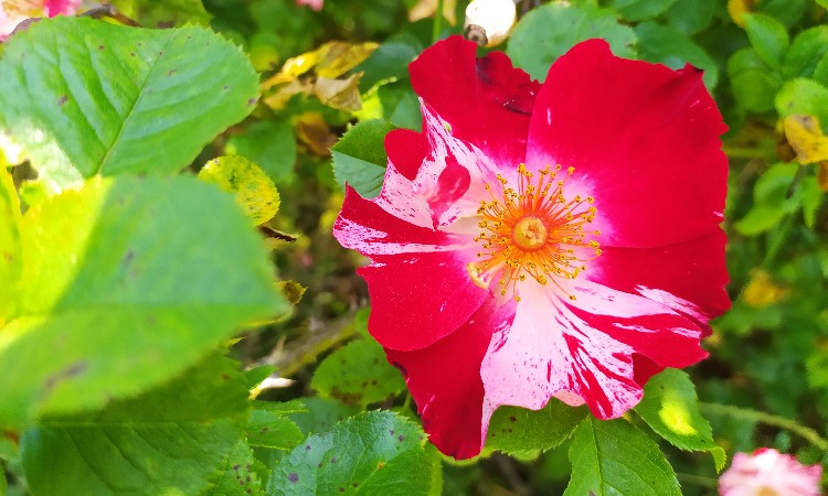 Wekerlei világjárók - Rózsa, a virágok királynője