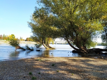 15290