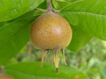 15171